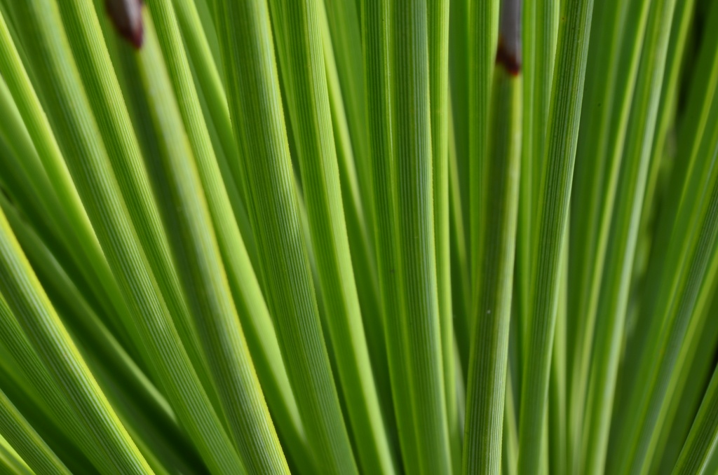 2017-03 New Zealand/Auckland Botanic Garden/DSC_0075.JPG